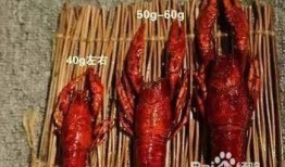 老街龙虾爆料视频播放,火爆视频背后的美味传奇