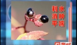 花椒大爆料视频,揭秘视频背后的惊人真相
