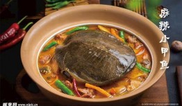 麻辣甲鱼爆料视频大全图片