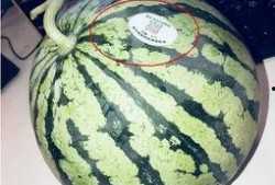 温县网红吃瓜,瓜香四溢引网友热议