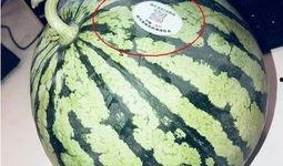 温县网红吃瓜,瓜香四溢引网友热议