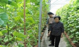 娱乐圈吃瓜呆头鹅是谁,揭秘其真实身份与幕后故事