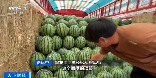 娱乐吃瓜香,吃瓜香背后的故事